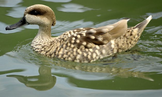 La Cerceta pardilla en elevado riesgo de extinción