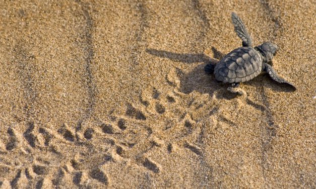 Medidas para proteger la anidación de las tortugas marinas en el litoral español
