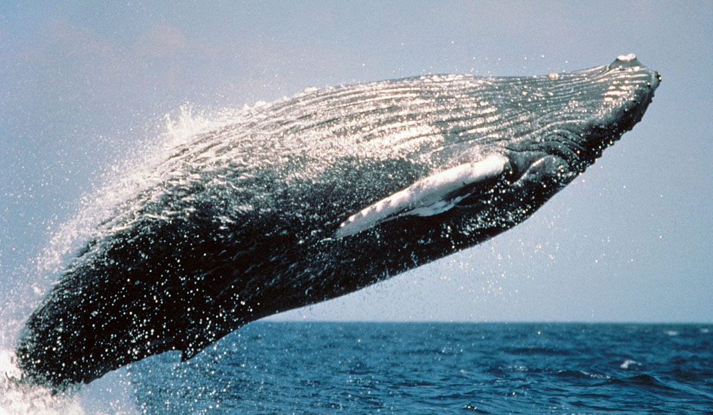 Inteligencia artificial para la conservación de las ballenas