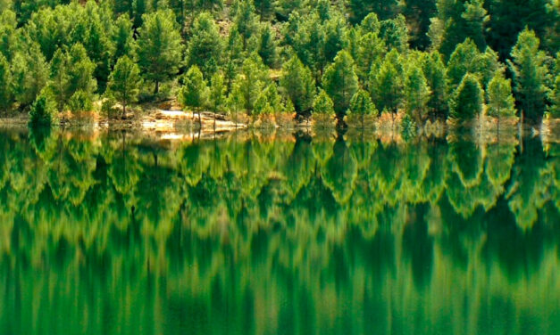 Los «mejores últimos» bosques tropicales