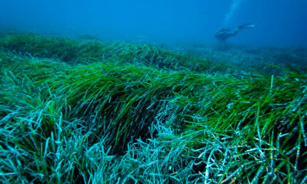 Qué sabemos de las praderas marinas de posidonia