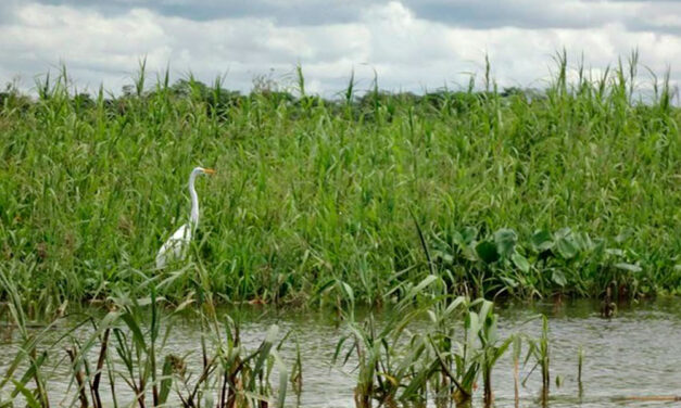 La Albufera: es momento de actuar a gran escala