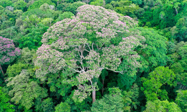 Árboles gigantes en los bosques tropicales