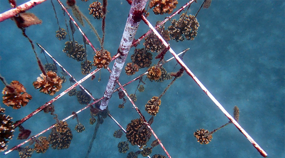 El vivero donde se cultivan las especies de corales tienen forma de árbol