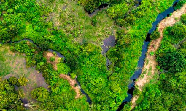 Los bosques del patrimonio mundial de la UNESCO