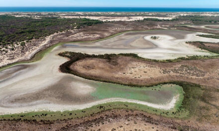 La laguna más grande de Doñana se seca