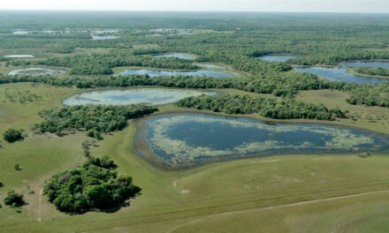 El pantanal brasileño, el mayor bioma de humedal del mundo