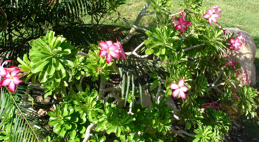 Jardín botánico de En Guedi